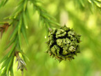 Cryptomeria japonica (Japanese cryptomeria) - a cone