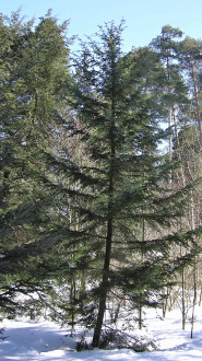 Tsuga diversifolia - Hrádok Arboretum, Slovakia (2005)