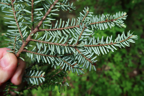 Tsuga diversifolia - decorative with strongly colored needles on the underside