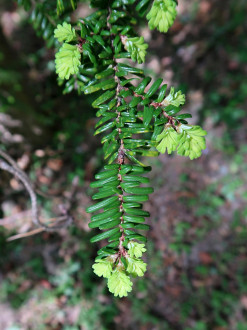 Tsuga diversifolia - young shoots are distinctly yellowish green