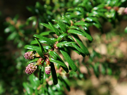 Tsuga diversifolia - ♂ cones