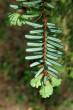 Tsuga diversifolia - underside