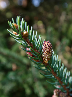 Picea mariana (black spruce)