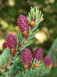 Picea mariana (black spruce) - ♀ cones