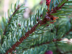 Picea mariana (black spruce)