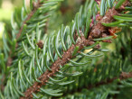 Picea mariana (black spruce)