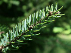 Picea mariana (black spruce)