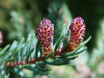 Picea mariana (black spruce) - ♂  cones