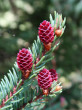 Picea mariana (black spruce) - ♀ cones