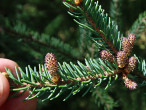 Picea mariana (black spruce) - ♂  cones