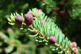 Picea mariana (black spruce) - ♂  cones