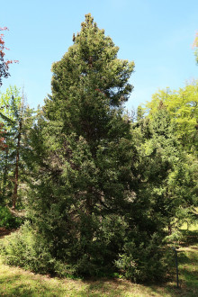 Picea mariana (black spruce) - Hrádok Arboretum (5/2022)