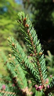 Picea mariana (black spruce)