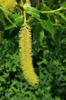 Salix pentadra (Five-stemmed willow) - ♂ catkins