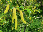 Salix pentadra (Five-stemmed willow) - ♂ catkins