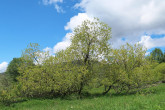 Salix pentadra (Five-stemmed willow)