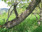 Salix pentadra (Five-stemmed willow) - the bork