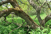 Salix pentadra (Five-stemmed willow) - the bork