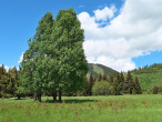 Populus tremula (Aspen poplar) - excels in high root growth