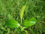 Salix pentadra (Five-stemmed willow) - female (♀) catkins