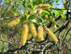 Salix pentadra (Five-stemmed willow) - ornamental during flowering (♂ catkins)