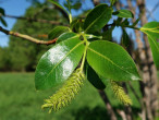 Salix pentadra (Five-stemmed willow) - female (♀) catkins