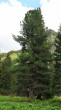 Pinus cembra - Kôprová dolina, Temné Smrečiny, High Tatras, 1 490 m above sea level (6/2022)_02