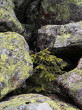 Picea abies (Norway spruce) - Temnosmrečinská dolina, High Tatras, 1,762 m a.s.l.  (6/2022)_01