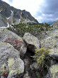 Picea abies (Norway spruce) - Temnosmrečinská dolina, High Tatras, 1,762 m a.s.l.  (6/2022)_02