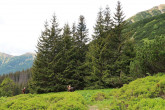 Picea abies (Norway spruce) - Tem nosmrečinská dolina, High Tatras, 1,540 m above the sea level. (6/2022)_01