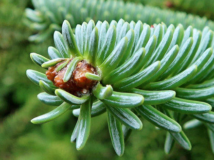 Abies pinsapo -  resinous