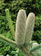 Abies pinsapo - decorative cone