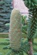 Abies pinsapo