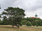 Pinus nigra - decorative in habit