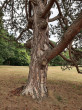 Pinus nigra -  firm bark is gray to black