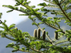 Abies alba (white fir) - ripening cones