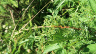 Juniperus sibirica