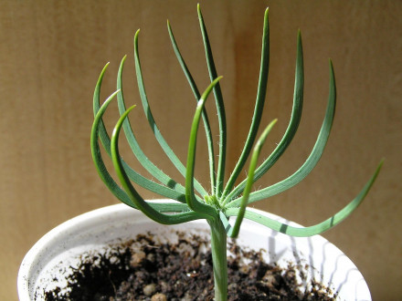 Pinus pinea - seedling (sapling)