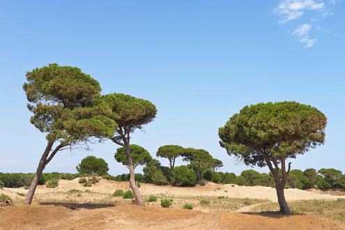 Pinus pinea - decorative with its typical appearance