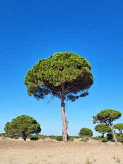 Pinus pinea