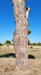 Pinus pinea - later the longitudinally cracked bark forms into flat plates