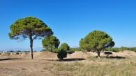 Pinus pinea