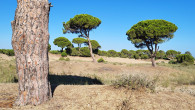 Pinus pinea