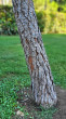 Pinus pinea - bark when young is gray to light gray