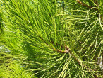 Pinus pinea