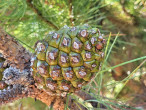 Pinus pinea