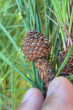 Pinus pinea