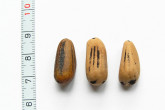 Pinus pinea - the seed is wingless with a hard shell (pine nuts - pignols)