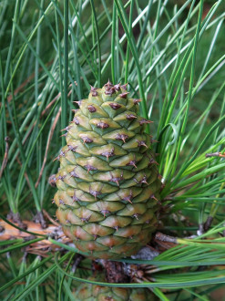 Pinus rigida - fruit is a cone