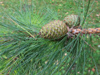 Pinus rigida